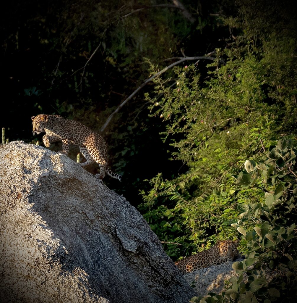 Jawai Leopards